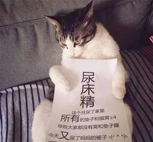 【猫咪科普】可怕的猫砂盆？