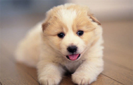 ​如何判断狗狗尴尬期过了没