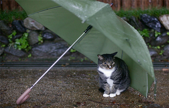 ​为什么下雨天容易捡小猫