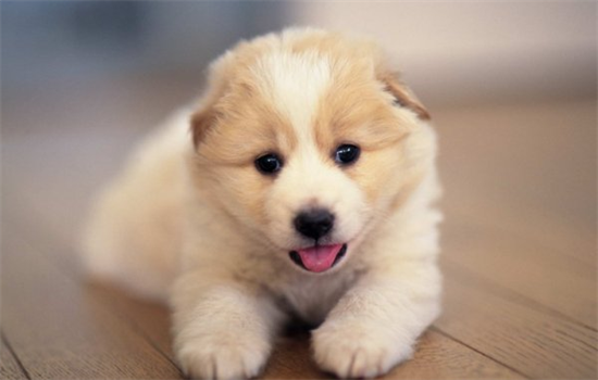 ​狗发烧吃什么药退烧快