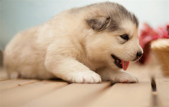 ​幼犬嘤嘤叫是因为什么