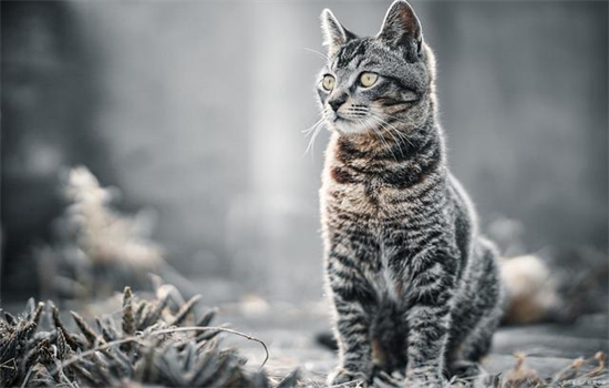 ​如何让流浪猫不害怕自己