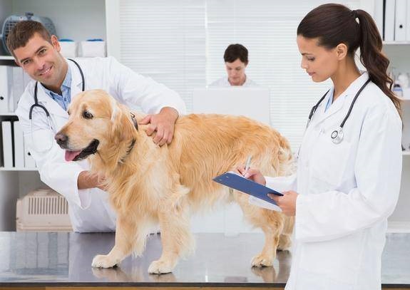 猫狗体检省钱攻略,教你如何把人民币花得明明白白!