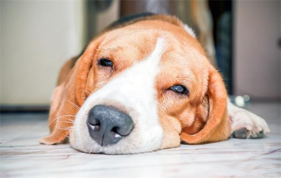 狗狗有咔咔声然后干呕吃什么药见效快