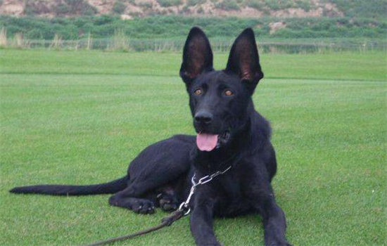 ​狗狗吃了慢性老鼠药多久发作