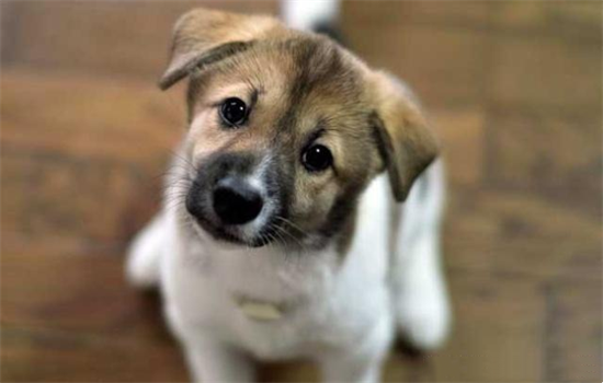 ​狗狗得了犬窝咳怎么在家治疗