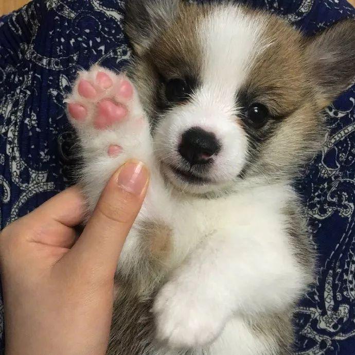 狗狗最脆弱的部位竟是……赶紧加强保护!