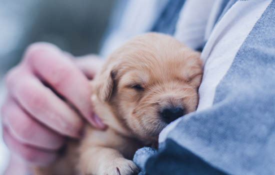 马尔济斯犬几岁换毛