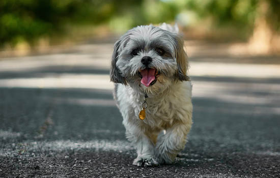 喜乐蒂牧羊犬吃多少狗粮