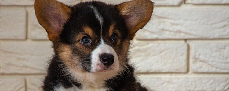 柯基可以吃橙子吗