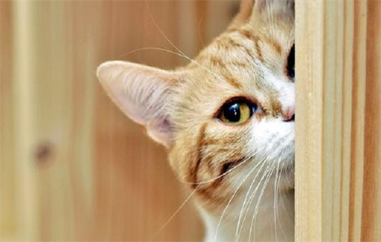 猫刚到新家喜欢躲起来怎么办