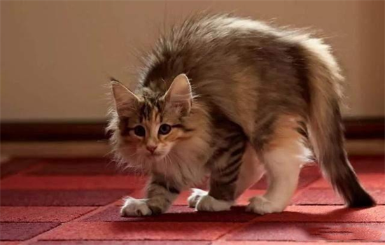 猫把背弓起来是什么意思