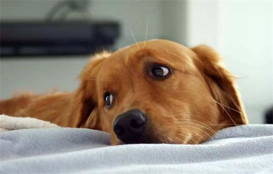 ​怎么判断狗是不是抑郁了