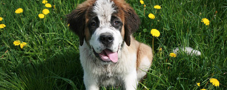 怎么判断狗狗在笑