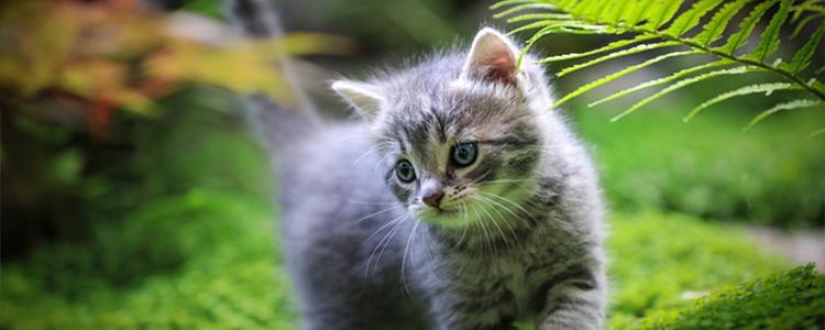 人工喂养小奶猫技巧