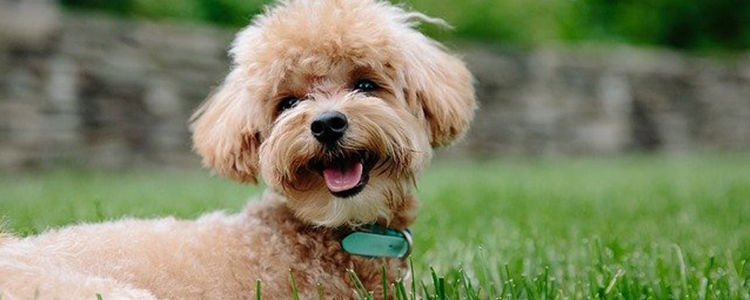 泰迪狗狗可以吃肉吗