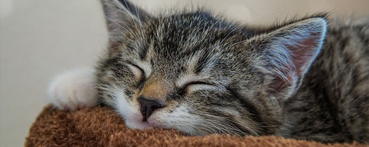 幼猫喝什么代替猫奶