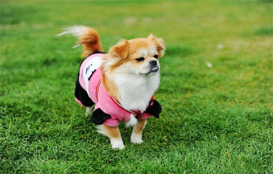 ​室内18度狗狗会冷吗