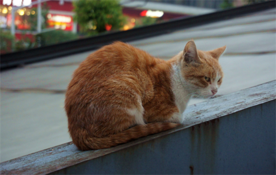 ​猫被扔了后还会回来吗