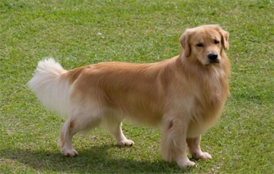 ​狗讨厌的味道