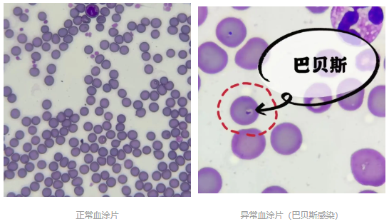 猫狗体检省钱攻略，铲屎官值得拥有！