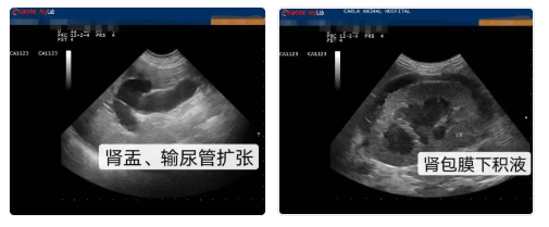 猫狗体检省钱攻略，铲屎官值得拥有！