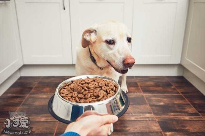 狗狗吃饱了撑着怎么办?教你这5招！