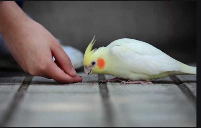 玄凤幼鸟人工喂养方法