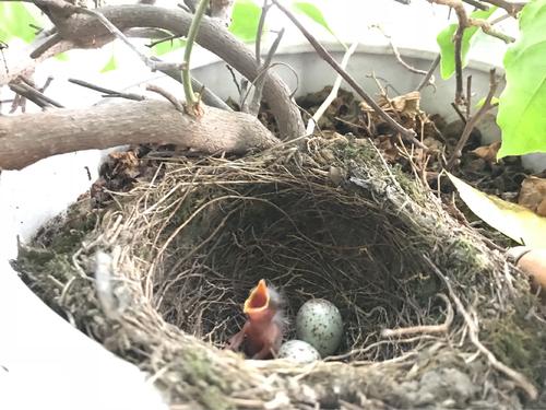 刚破壳的小鸟怎么喂养?