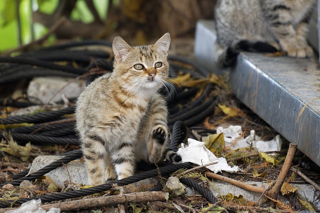 猫咪又拉又吐是什么原因