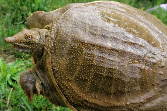 王八吃什么怎么养活