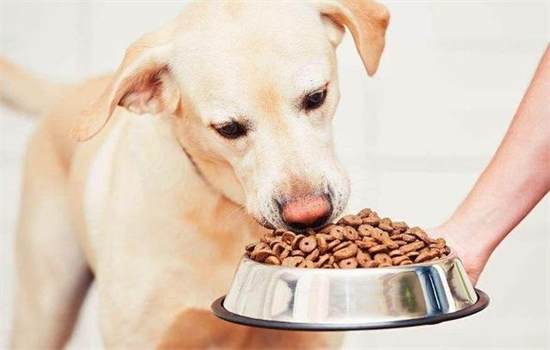 ​狗粮用开水泡还是温水