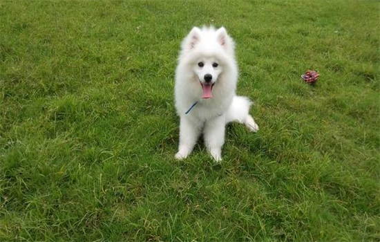 ​如何搭建狗窝 室外