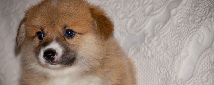 巧妙去除狗狗身上的蜱虫偏方