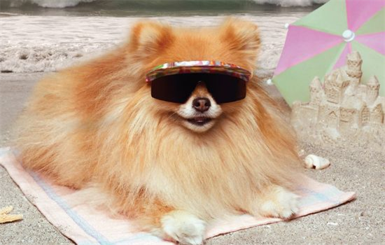 ​狗狗睡在主人床边是什么意思