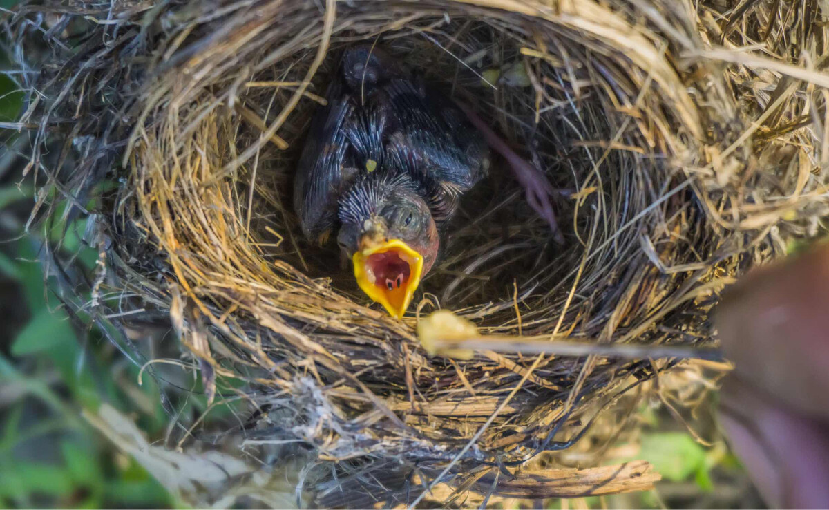 小鸟一天喂几次食