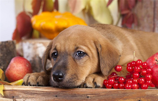 ​对狗狗心脏好的食物