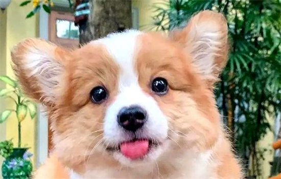 ​狗狗放后备箱三个小时可以吗