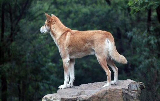 ​狗狗缺钙腿瘸了一般多久能补回来