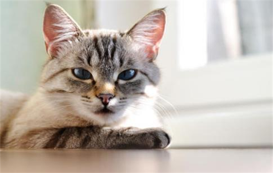 ​猫咪养不熟很凶还咬人怎么办