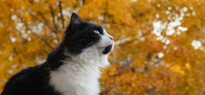 零下20℃能冻死猫吗