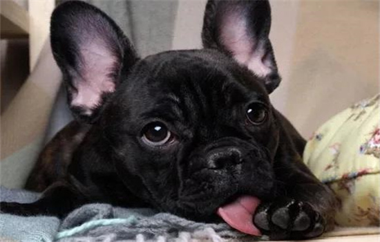 ​狗从高处摔下怎么判断有没有事