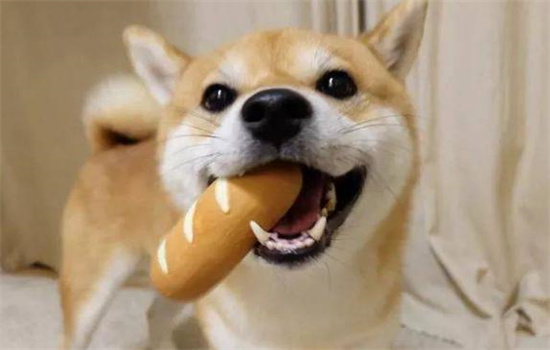 ​狗狗打过疫苗被咬伤要不要打针