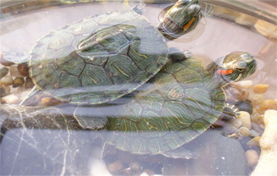乌龟的养殖方法和注意事项