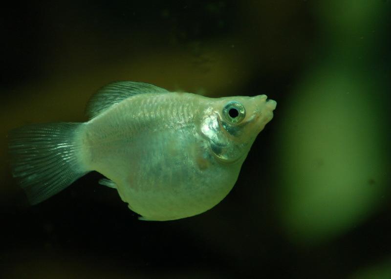 新手鱼缸养鱼的方法和技巧