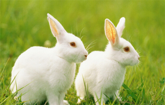 ​兔子洗澡怎么洗
