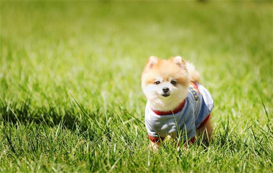 ​狗吃了干燥剂多久会死