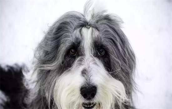 ​小狗狗的尿很黄怎么办