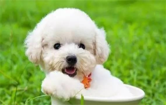 ​泰迪眼屎多怎么回事怎么办