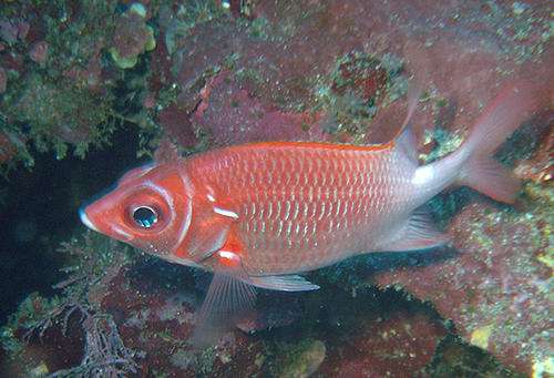 鱼缸换水的正确方法自来水困水多久